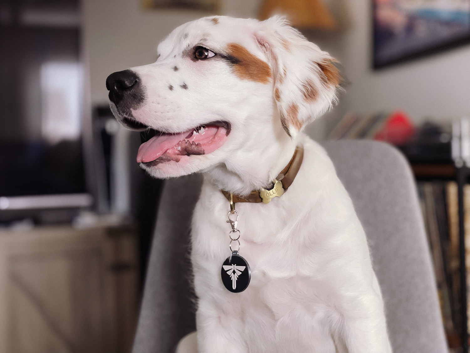 White dog with brown patches sitting on a chair indoors